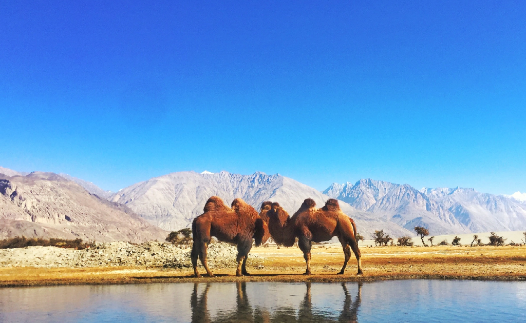 Leh Ladakh Tour